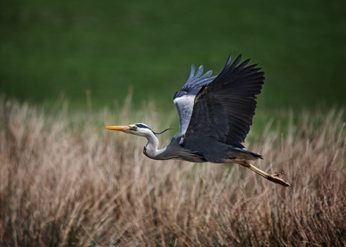 Grey Heron in Flight.jpg Grey Heron in Flight.jpg
